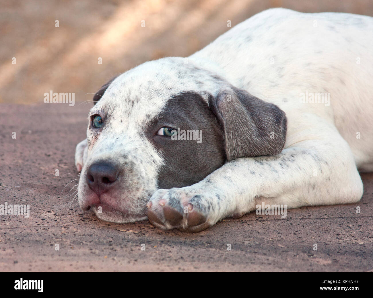 American Staffordshire Terrier puppy lying down (MR Stock Photo Alamy