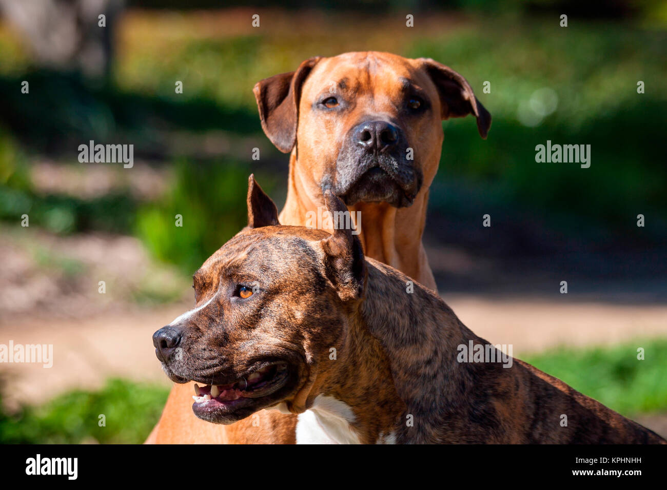 Portrait of two American Staffordshire (MR) Stock Photo