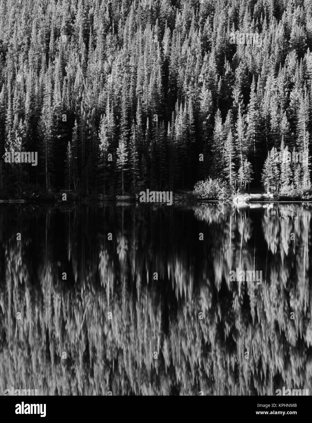 Black bear rocky mountains Black and White Stock Photos & Images - Alamy