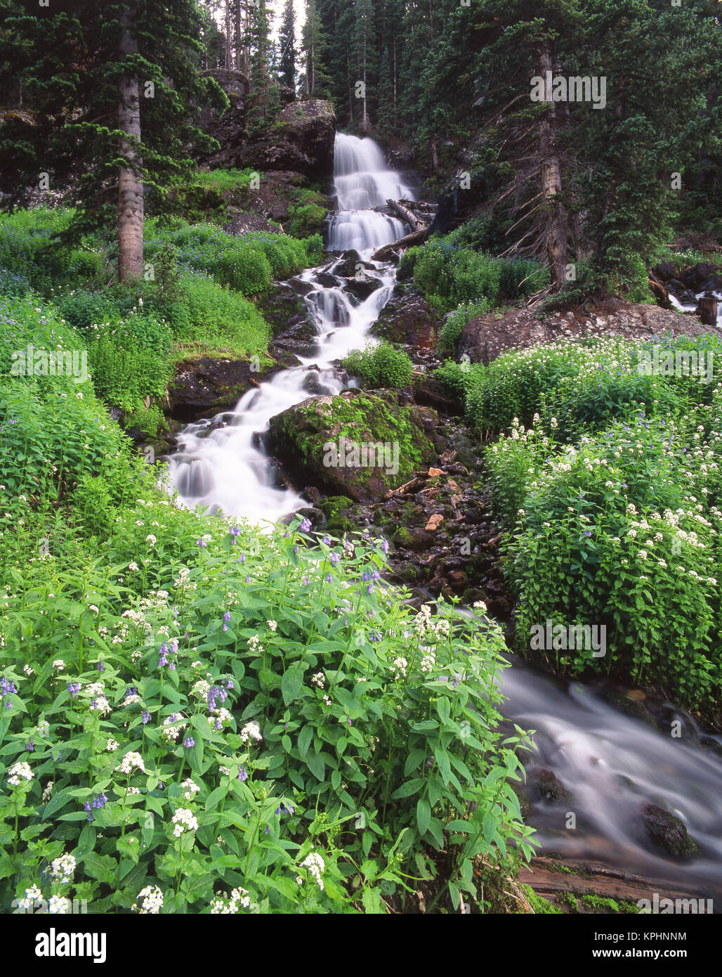 Stream lined with Bitter Cress (Cardamine cordifolia) and mountain Bluebells (Mertensia ciliata) (Large format sizes available) Stock Photo