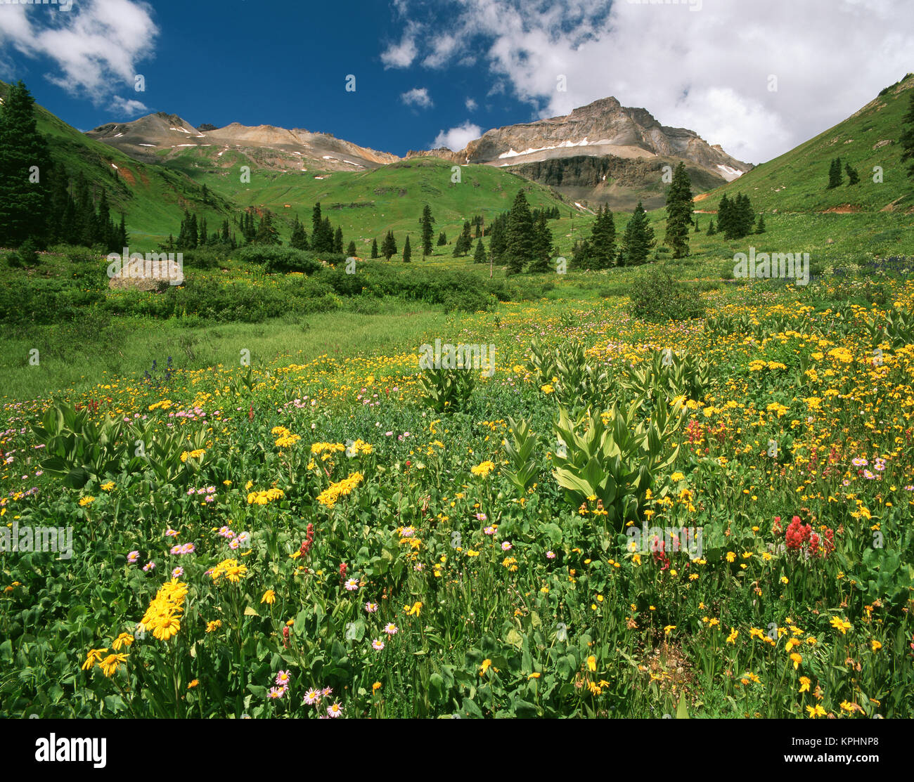 USA, Colorado, Mt Sneffels Wilderness Area, View of orange Sneezeweed, aspens and False Hellebore (Large format sizes available) Stock Photo