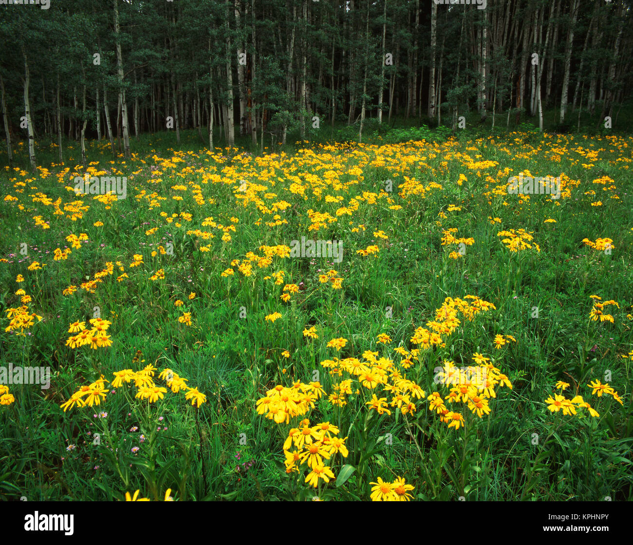 Aspen forest large format hi-res stock photography and images - Alamy