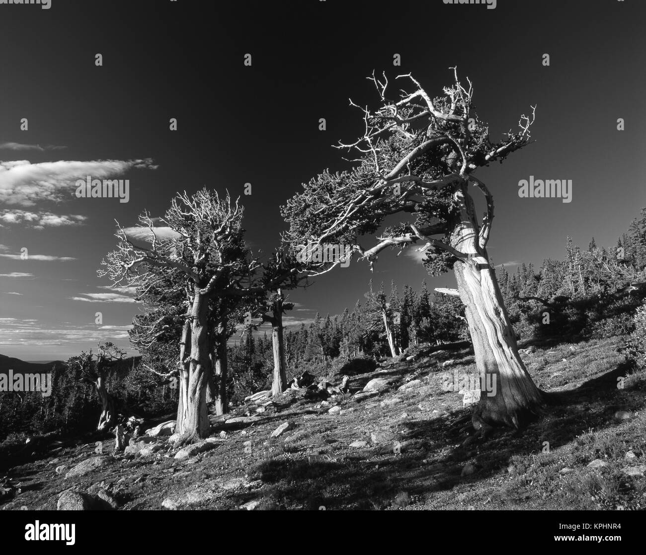 Bristlecone pine (pinus aristata) Black and White Stock Photos & Images ...