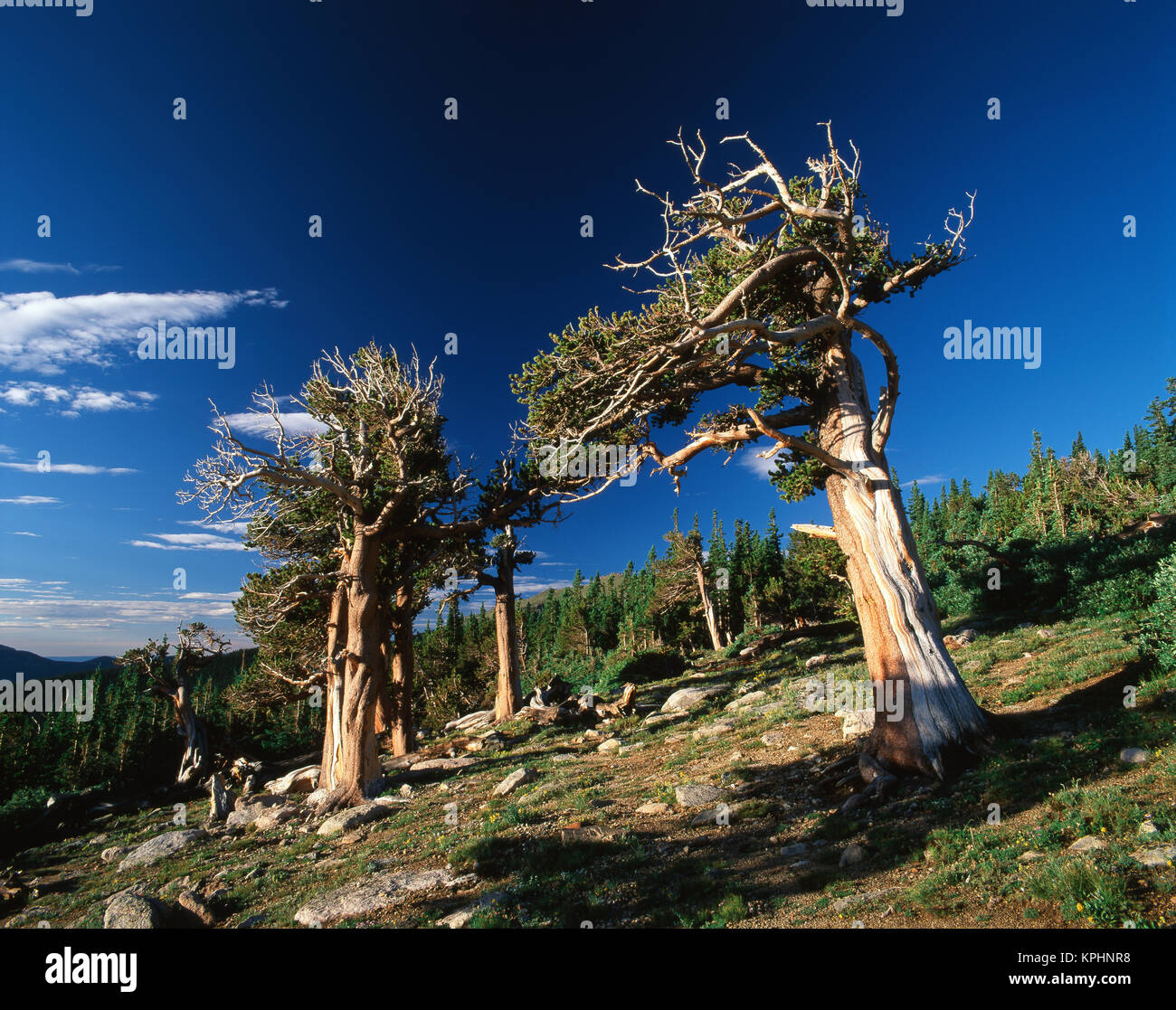 USA, Colorado, Arapaho National Forest, View of Bristlecone Pines (Pinus aristata) (Large format sizes available) Stock Photo