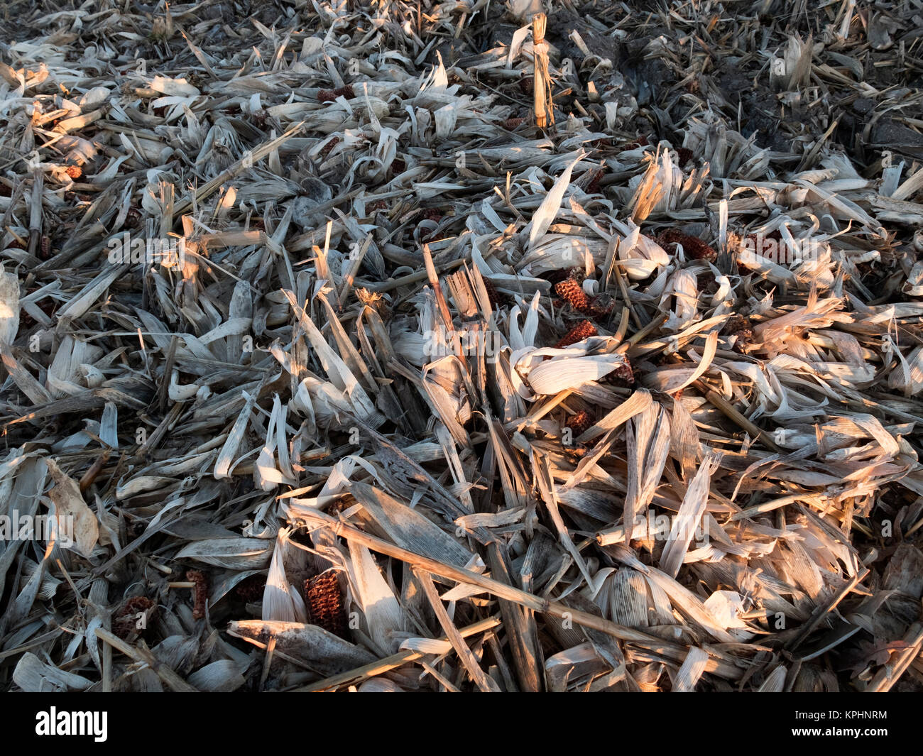 Harvested Corn Field on the edge of suburbia. Stock Photo