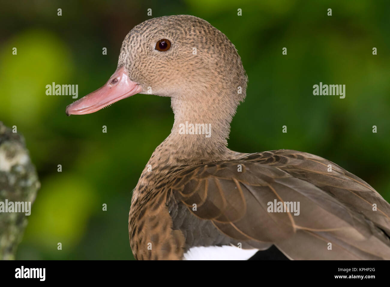 Portrait Of Madagascar Teal (Anas bernieri) Stock Photo