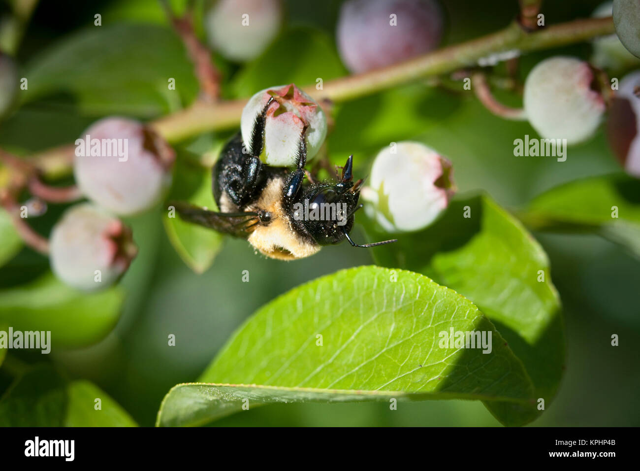 Blueberry bee hires stock photography and images Alamy