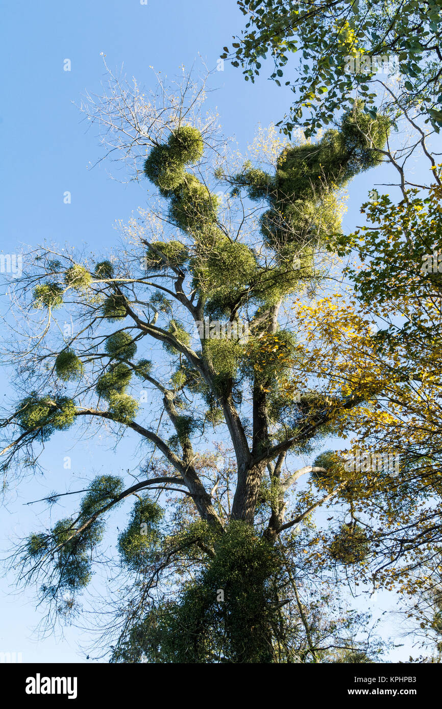 Tree with mistletoe Stock Photo