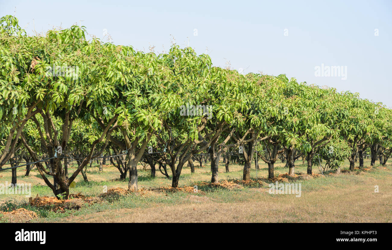 Mango orchard in Thailand Stock Photo Alamy