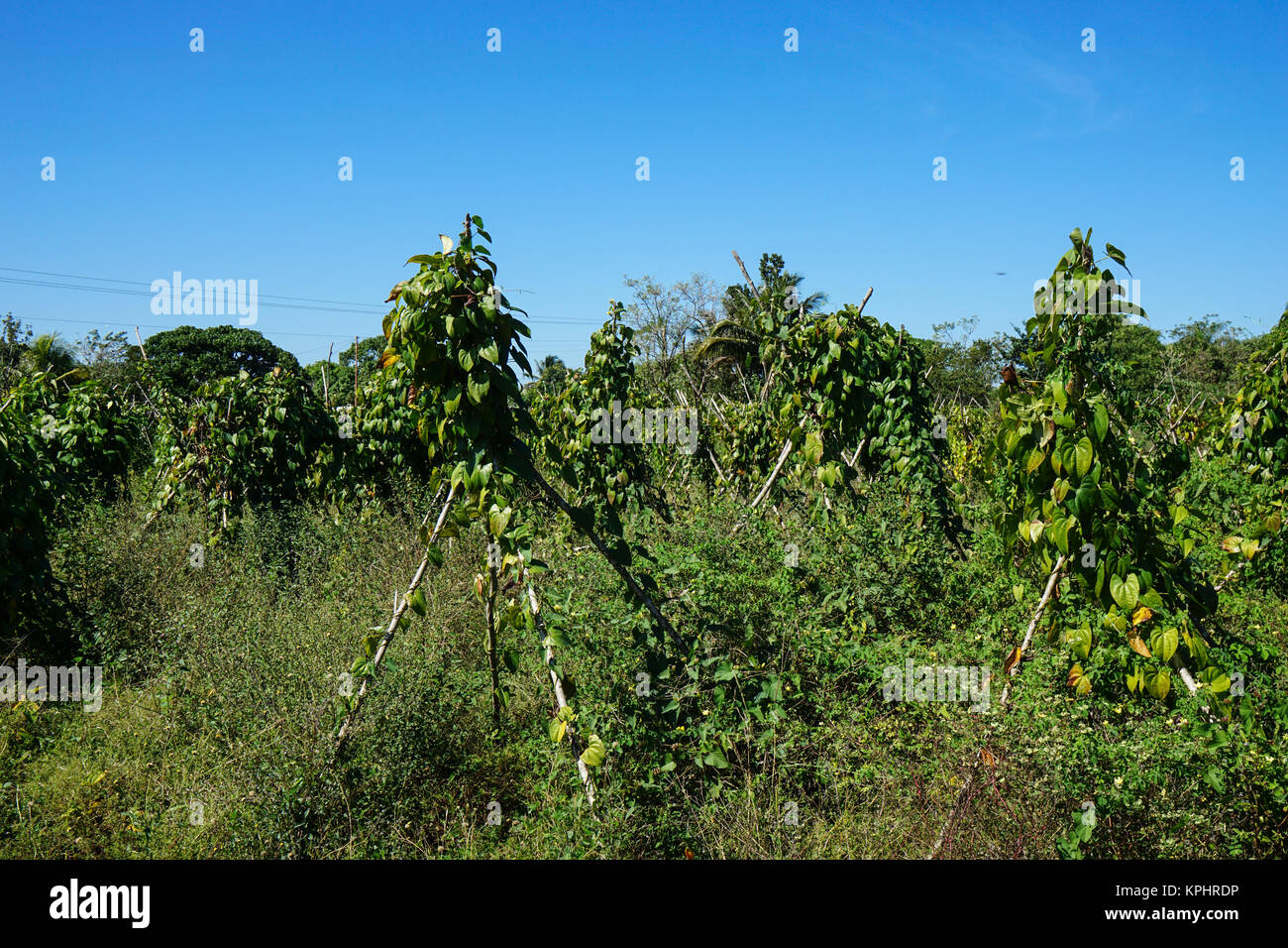 Tropical agricultural land Stock Photo Alamy