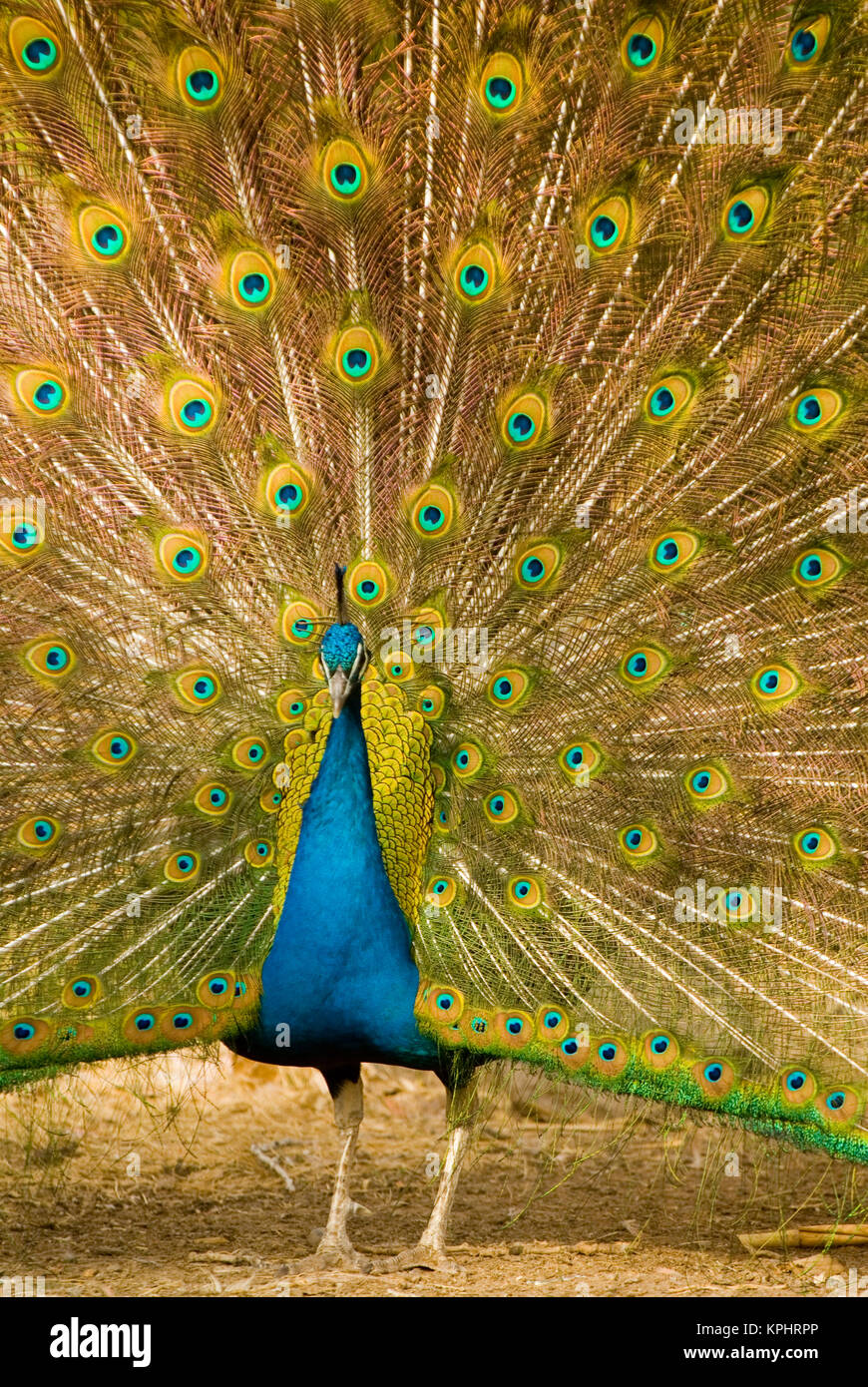 Common Peafowl (Pavo cristatus) peacock displaying in courtship ritual. Captive Stock Photo