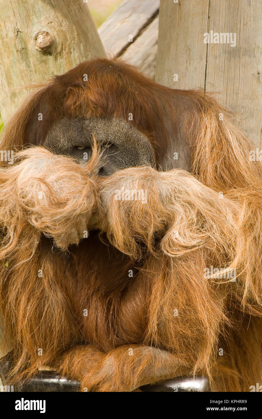 USA, NM, Albuquerque.  Orangutan sleeps in shade. Captive Stock Photo