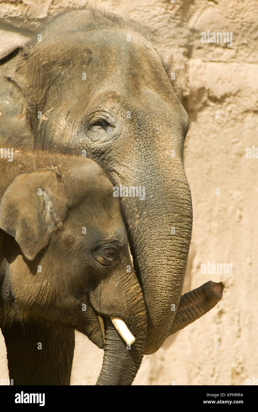 USA, NM, Albuquerque, Rio Grande Zoo.  Asian Elephants (Elephas maximus) mother and child tender moment. Captive Stock Photo