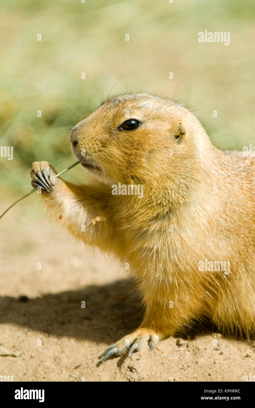 Prairie Dog (Cynomys) contentedy chews on grass. Captive Stock Photo