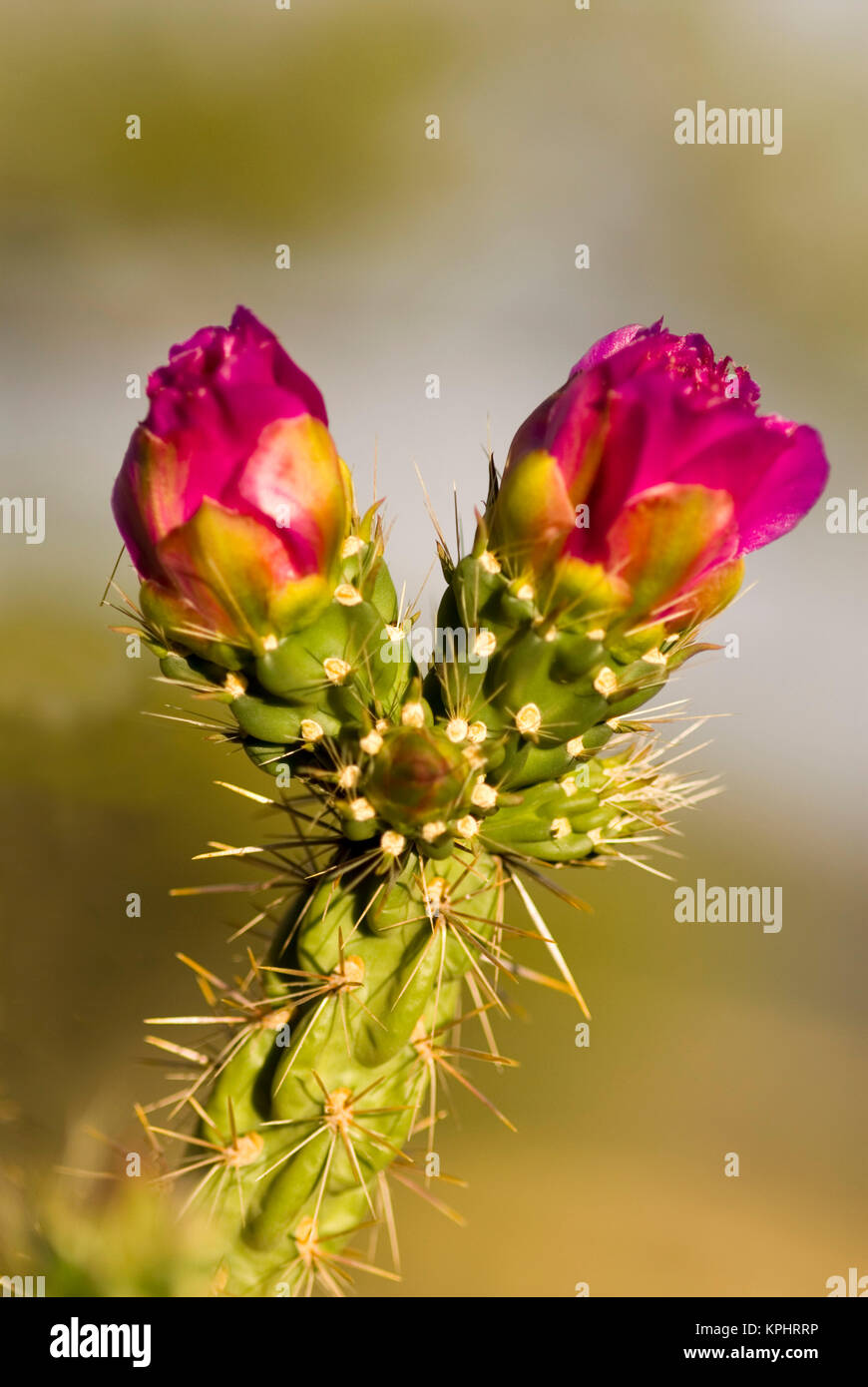 USA, NM. Tree Cholla cactus (Opuntia imbricata Stock Photo - Alamy