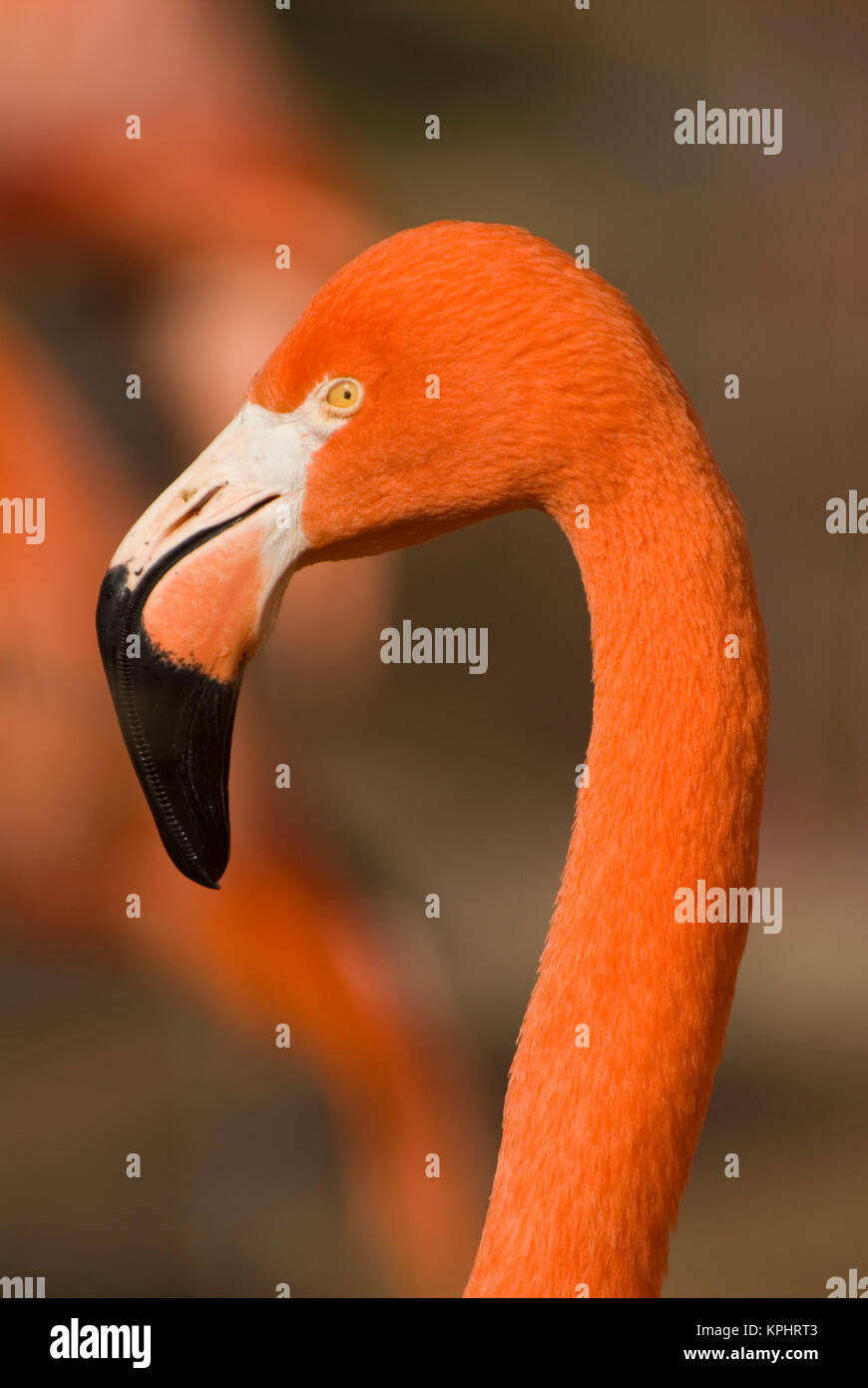 USA, NM, Rio Grande Zoo.  American Greater Flamingo (Phoenicopterus ruber), captive Stock Photo