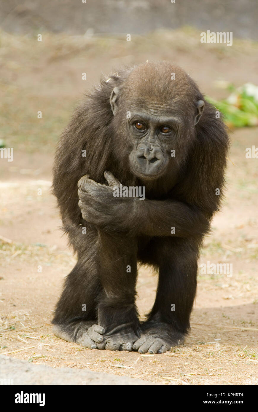 USA, NM, Albuquerque,Rio Grande Zoo. Gorilla youth engaging cuteness. Captive Stock Photo