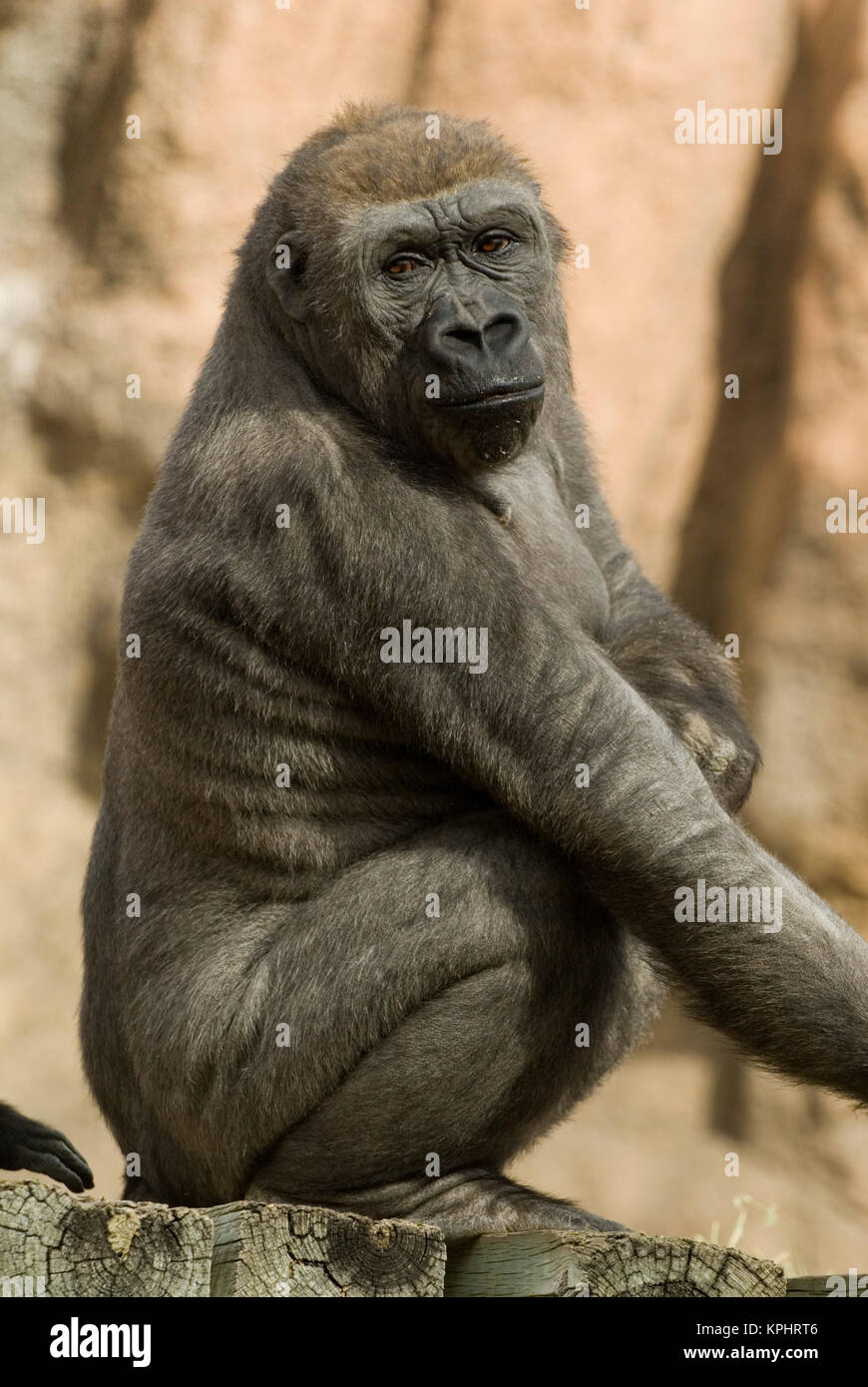 USA, NM, Albuquerque,Rio Grande Zoo.  Gorilla female sits contentedly.  Pensive.  Captive Stock Photo