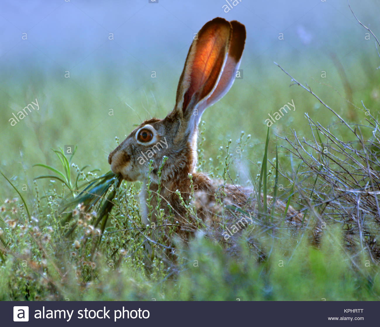Jackrabbit Eating Stock Photos & Jackrabbit Eating Stock Images Alamy