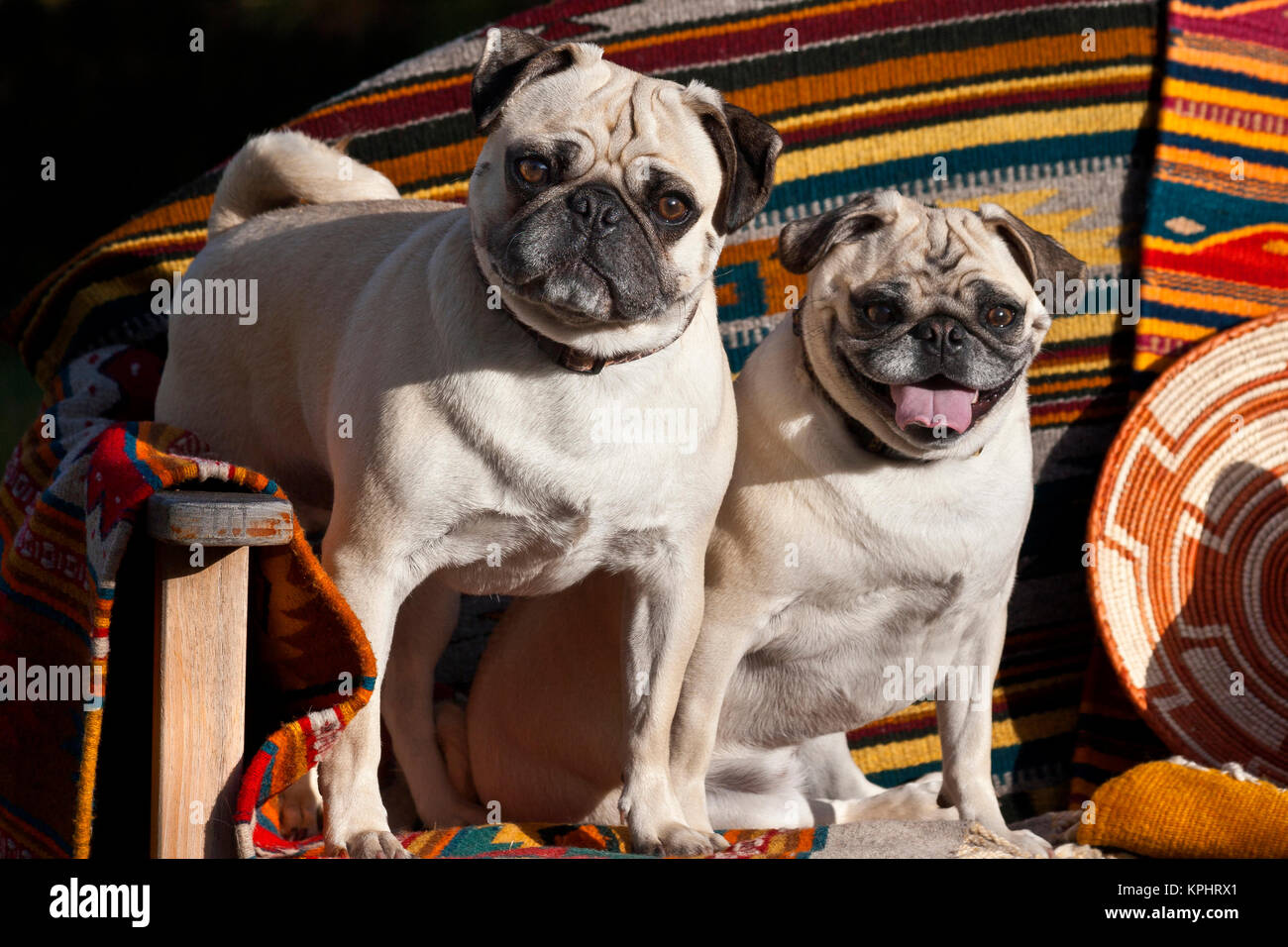 pug blankets for sale