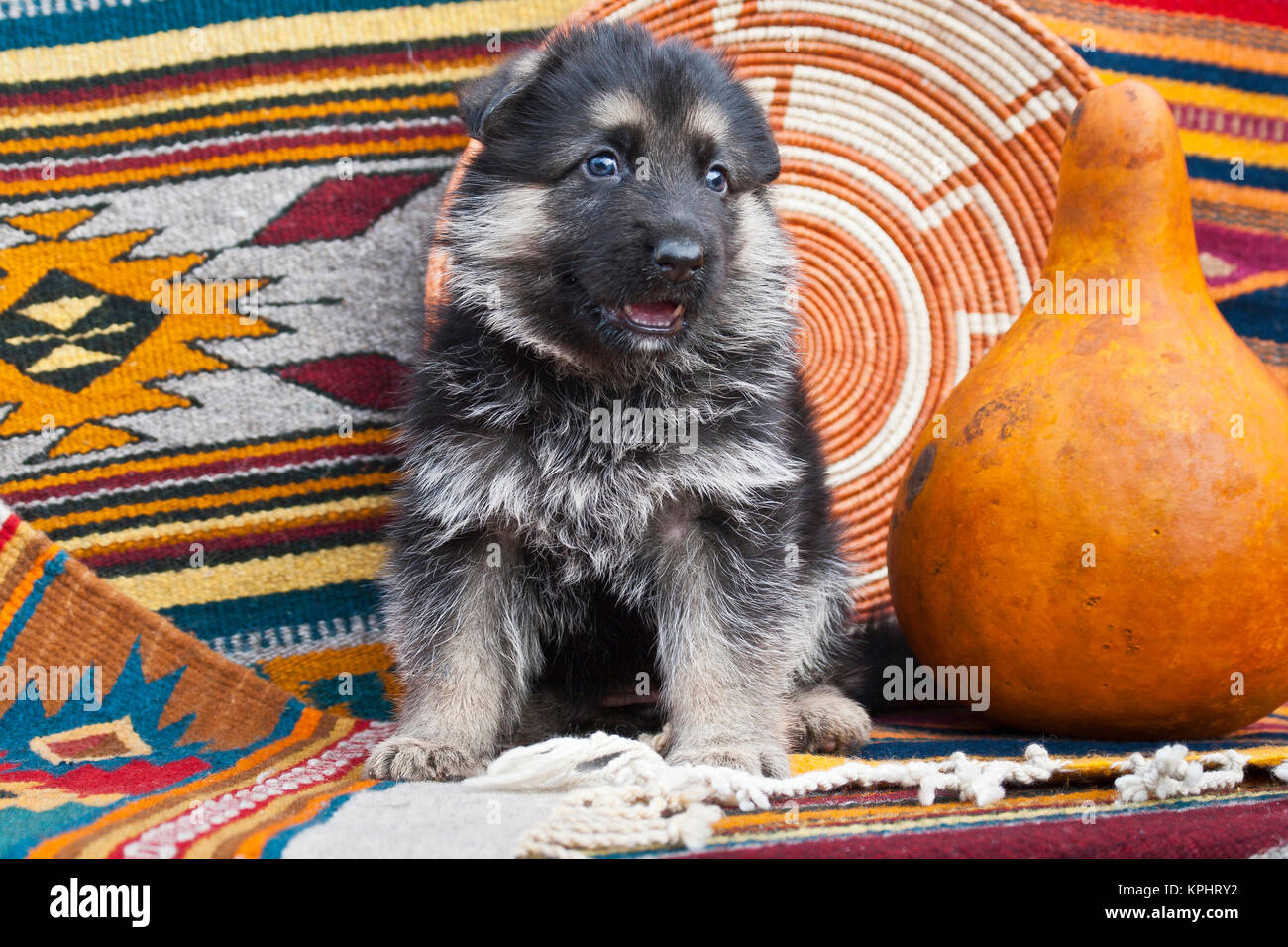 German Shepherd puppy sitting on Southwestern blankets and basket Stock