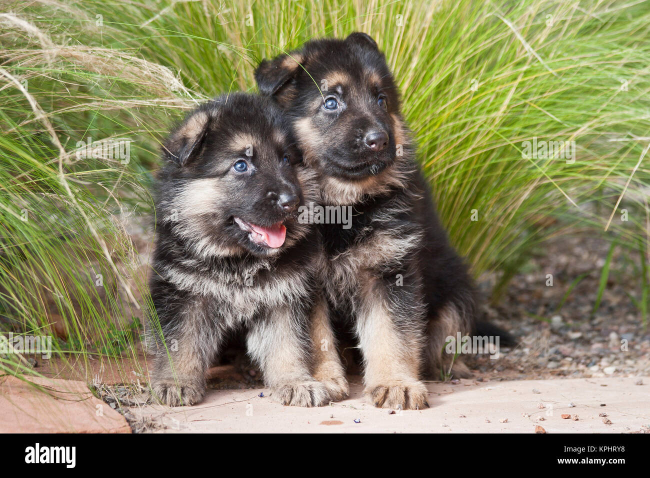 Two German Shepherd Puppies Sitting Together On A Garden Pathway In Front Of Tall Grasses Stock Photo Alamy