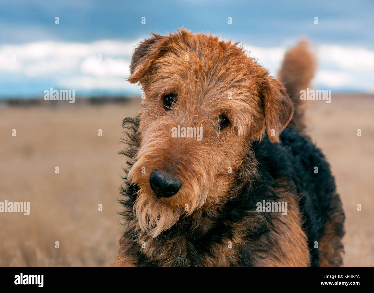 Portrait of an Airedale Terrier (MR & PR) Stock Photo