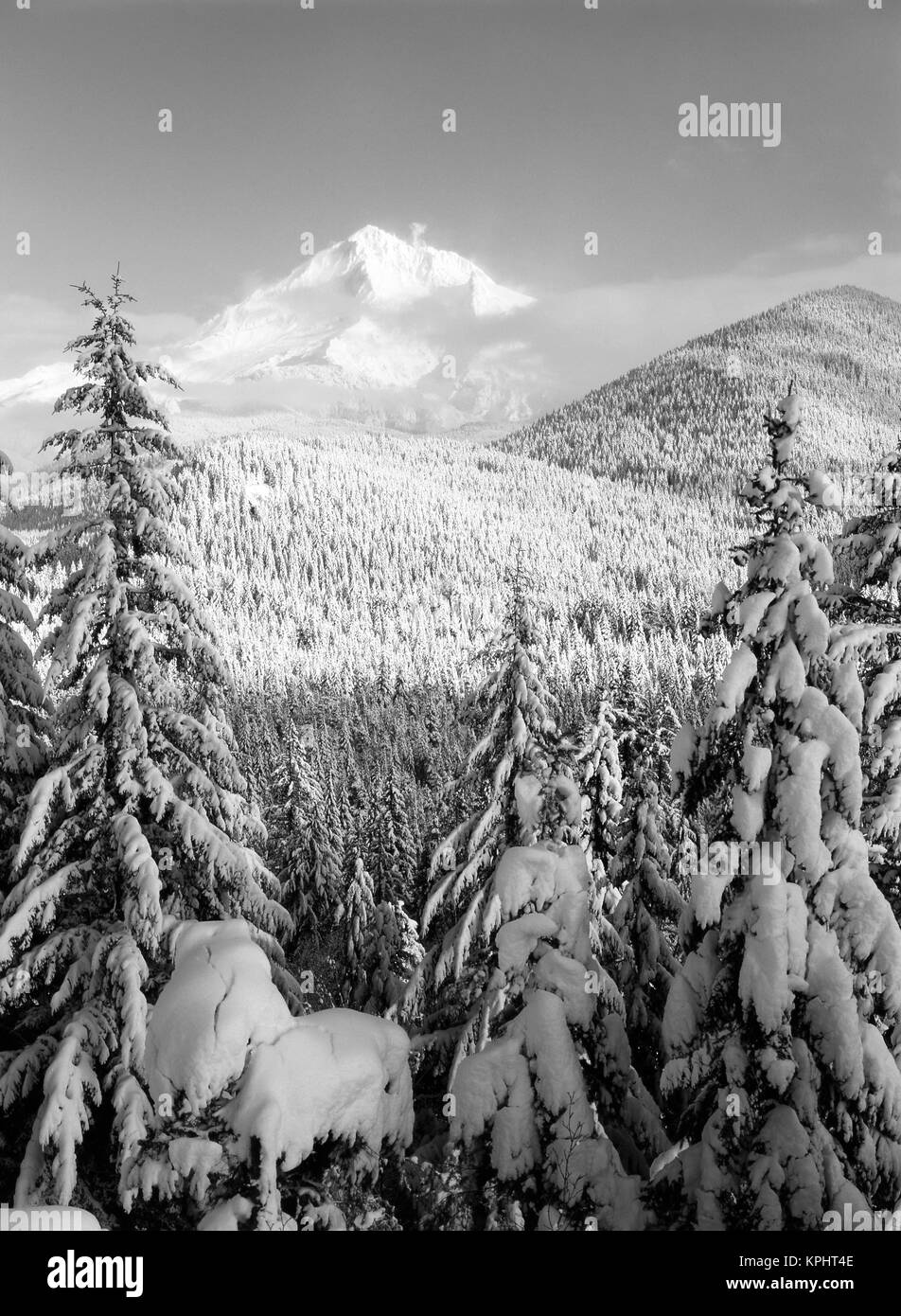 USA, Oregon, Mt Hood National Forest, View frost trees on Mt. Hood