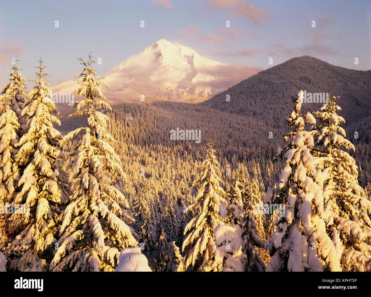 USA, Oregon, Mt Hood National Forest, View of frost trees at Mt Hood ...