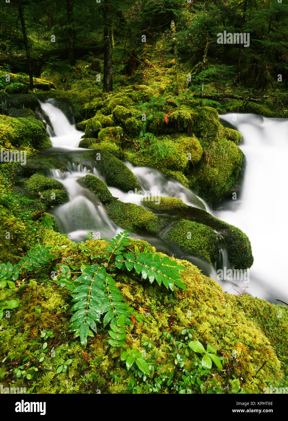 USA, Oregon, Mt Hood National Forest, View of waterfall and old-growth ...