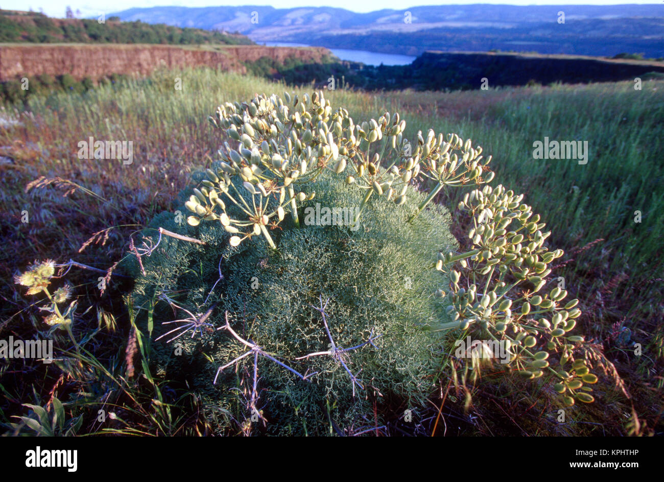 Unknown plant, McCall Nature Preserve, Oregon Stock Photo