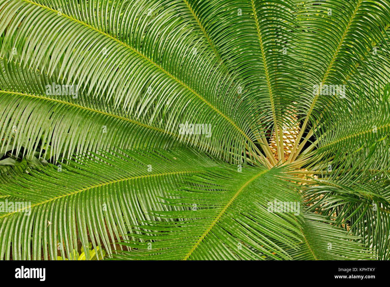Tropical plant pattern, Longwood Gardens, PA Stock Photo
