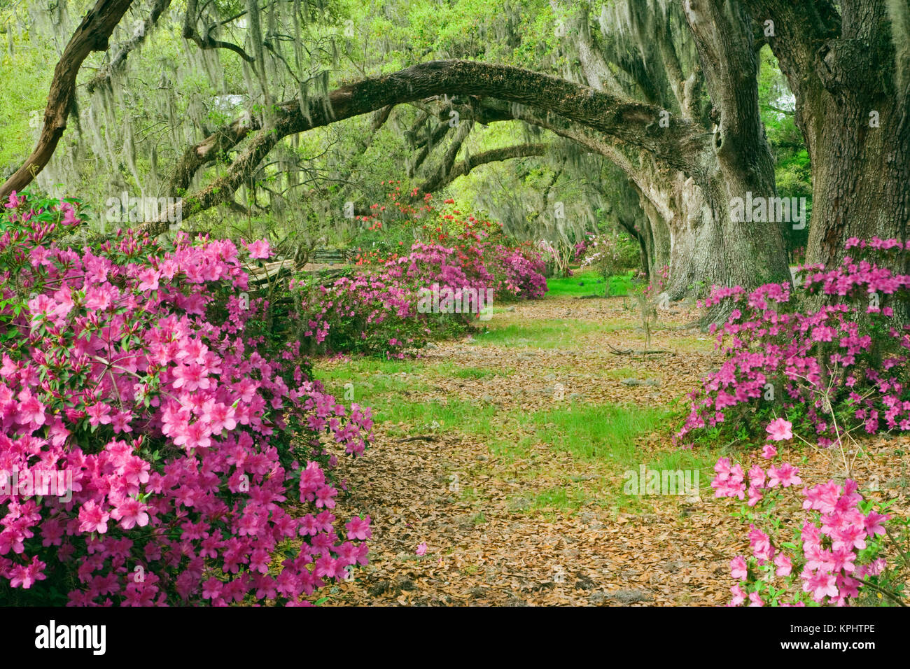 Live Oak trees above azaleas in bloom, Magnolia Plantation, near Stock
