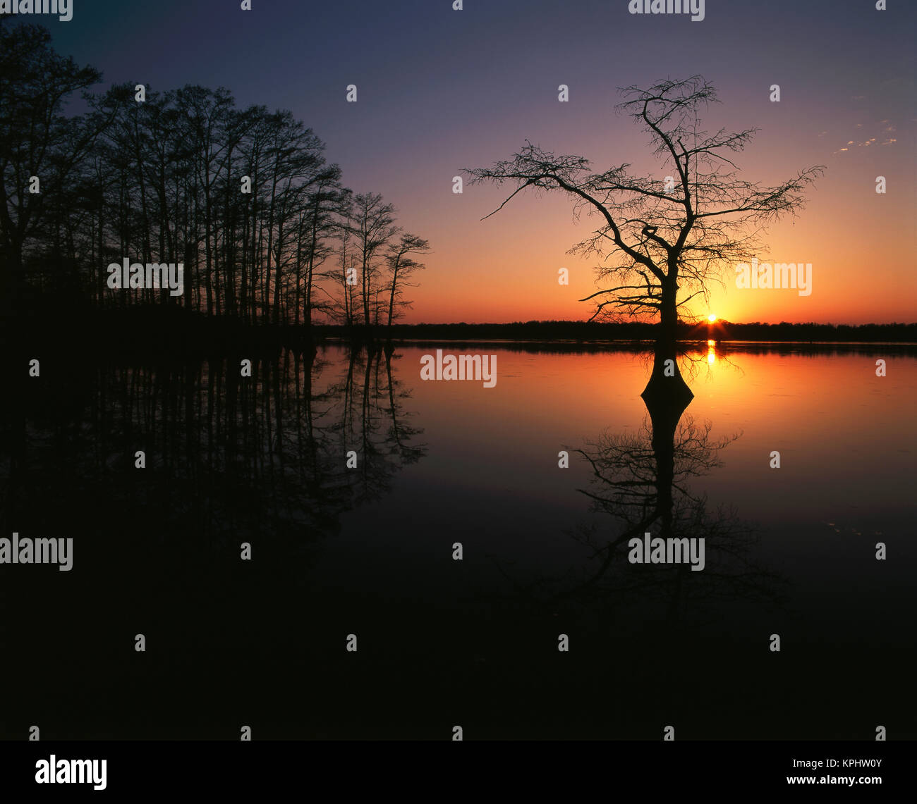 USA, Tennessee, Reelfoot National Wildlife Refuge, Silhouetted Bald Cypress trees reflected in Reelfoot Lake at sunset (Large format sizes available) Stock Photo