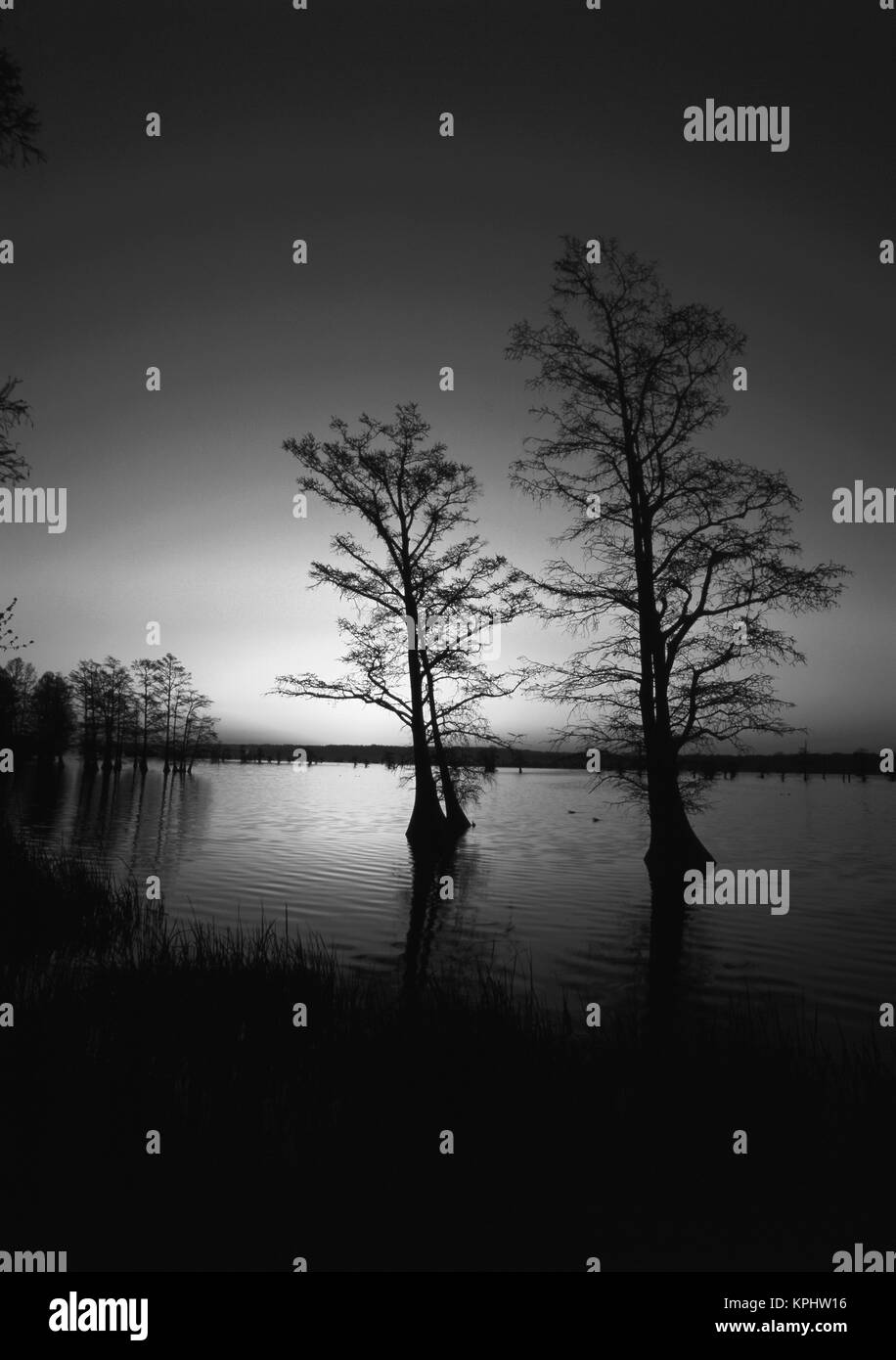 USA, Tennessee, Reelfoot National Wildlife Refuge, Trees reflected in water at dawn (Large format sizes available) Stock Photo