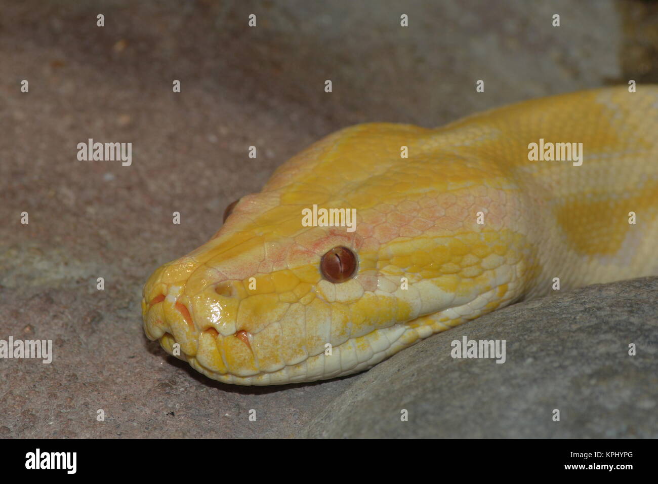 Yellow Anaconda Stock Photo