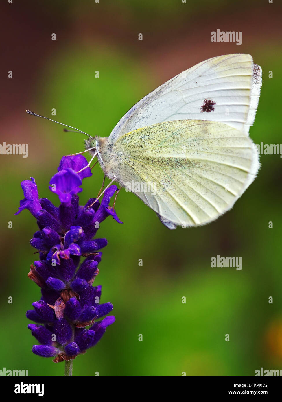 'Großer Kohlweißling' auf  Lavendel Blütenstand Stock Photo