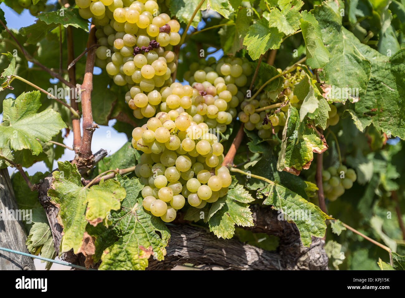 Vine with white grapes Stock Photo