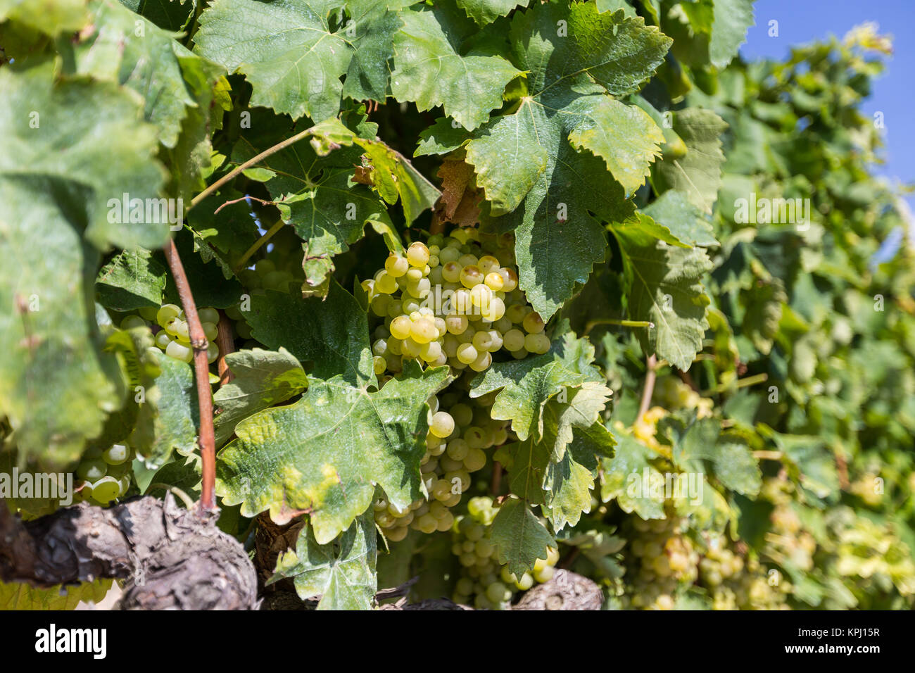 Vine with white grapes Stock Photo