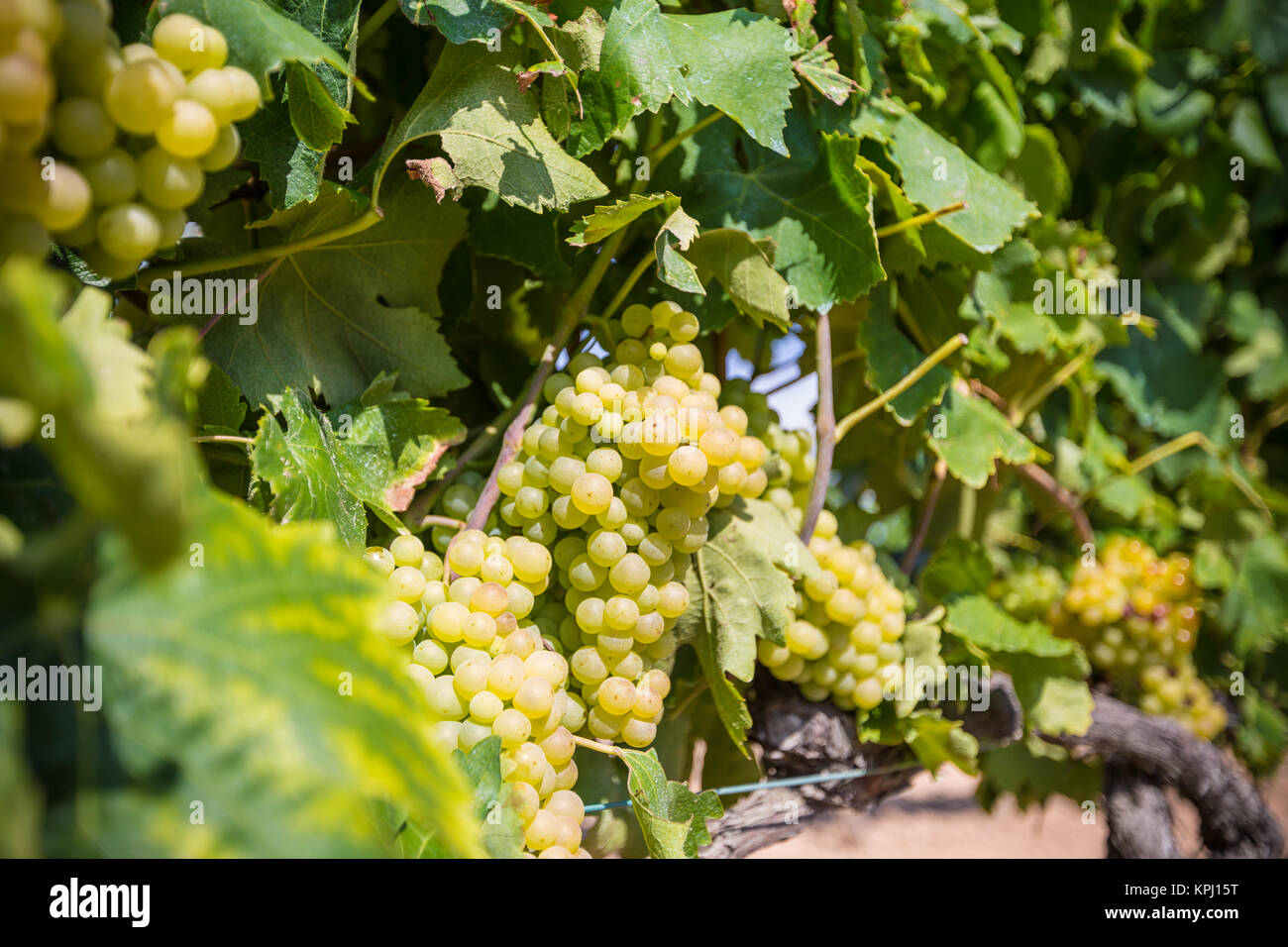 Vine with white grapes Stock Photo