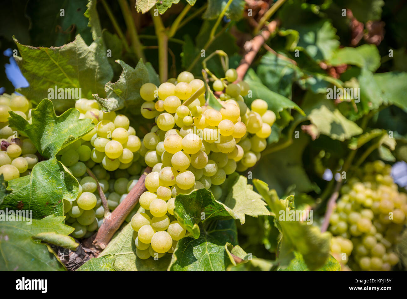 Vine with white grapes Stock Photo