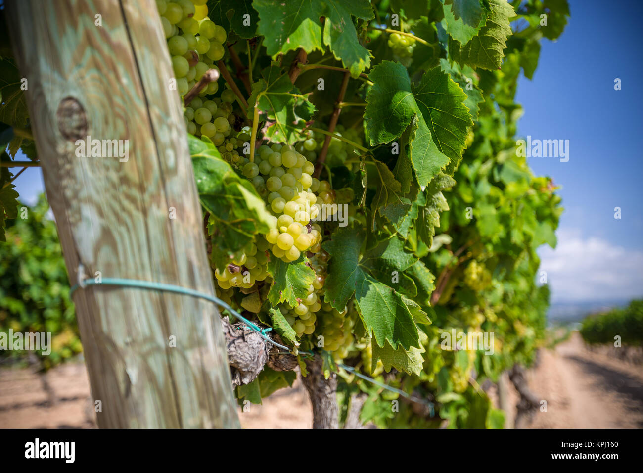Vine with white grapes Stock Photo