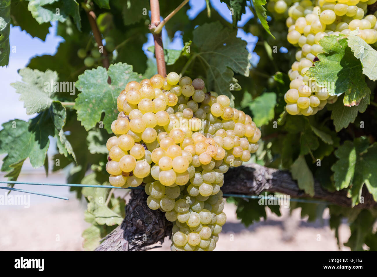 Vine with white grapes Stock Photo