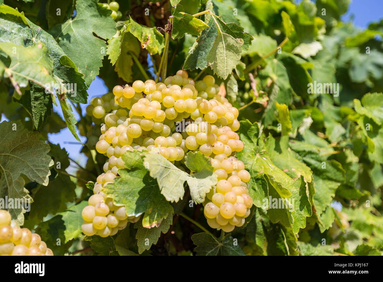 Vine with white grapes Stock Photo