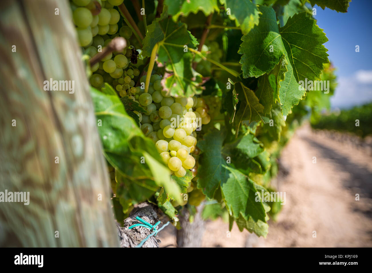 Vine with white grapes Stock Photo