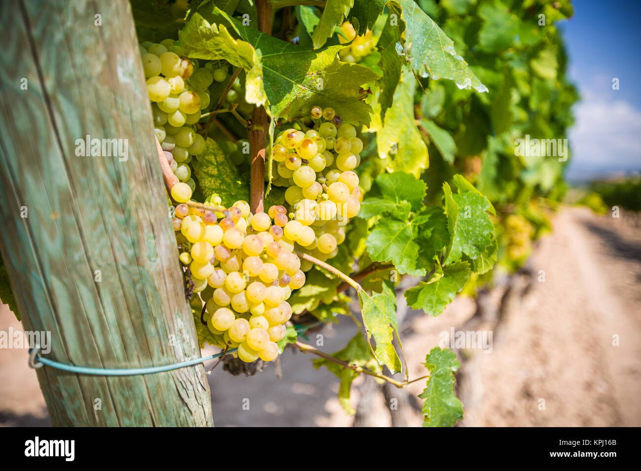 Vine with white grapes Stock Photo