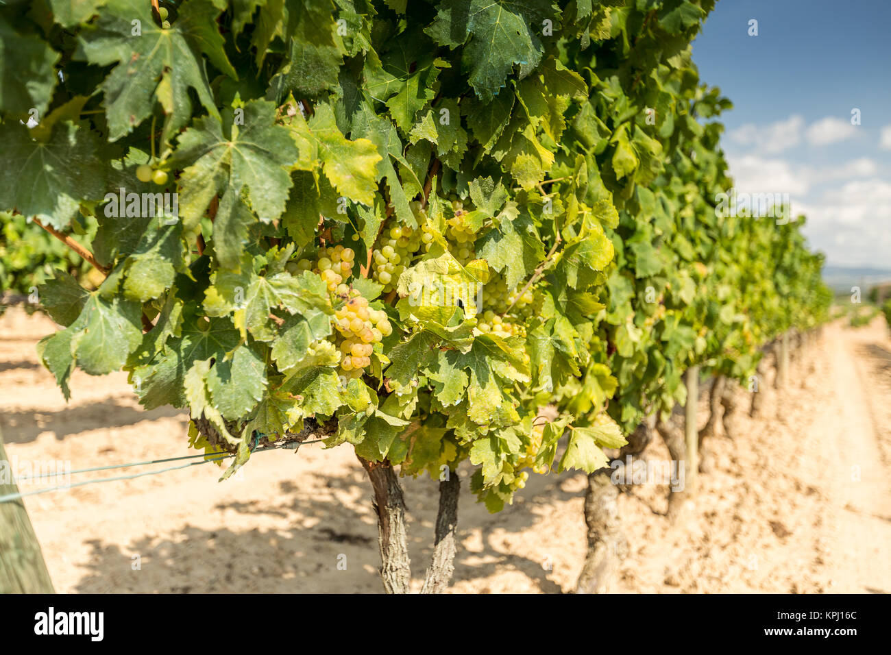 Vine with white grapes Stock Photo
