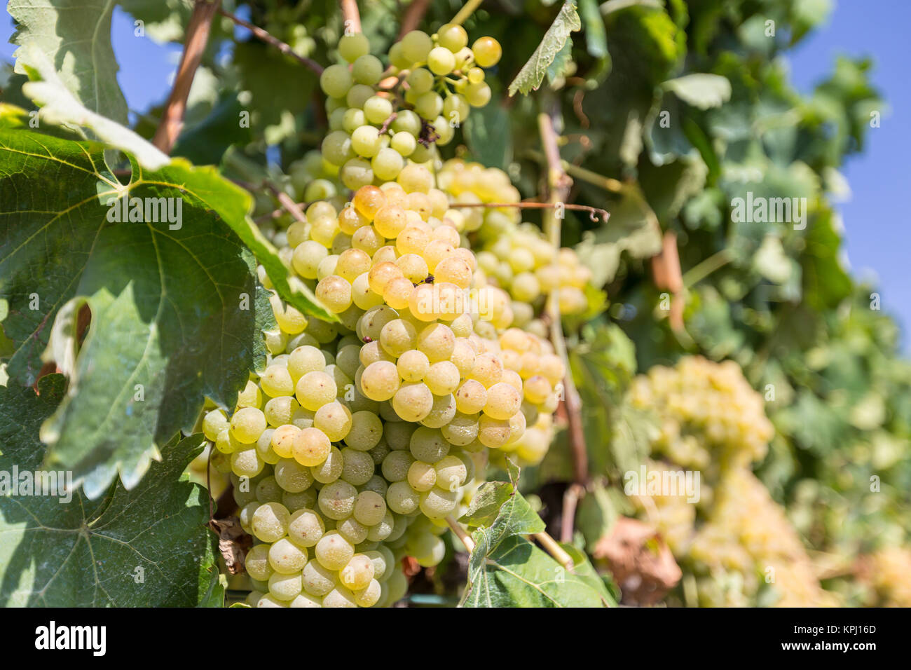 Vine with white grapes Stock Photo