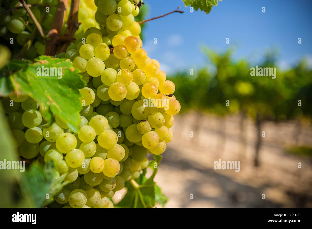 Vine with white grapes Stock Photo