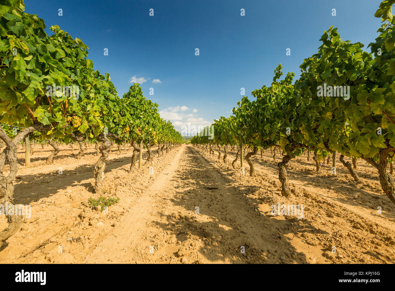 Vineyards with harvest of white grapes Stock Photo